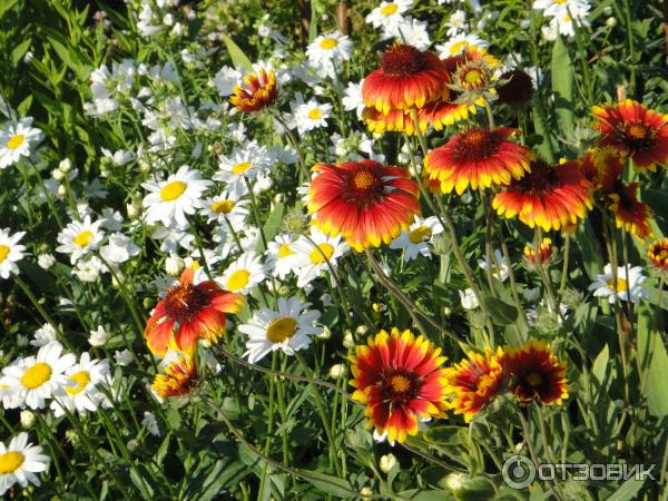 Семена гайлардия Гавриш Красава (Gaillardia aristata)