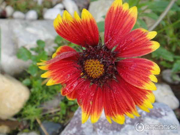 Семена гайлардия Гавриш Красава (Gaillardia aristata)