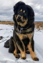 Порода собак "Тибетский мастиф" фото