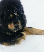 Порода собак "Тибетский мастиф" фото