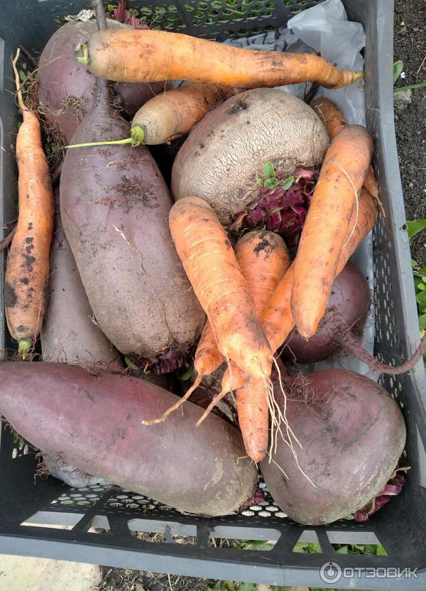 Морковь Детская сладость – купить семена в интернет-магазине Агро-Маркет24