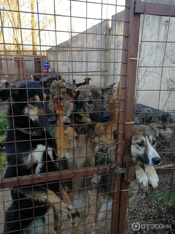 Приют спасение Великий Новгород.