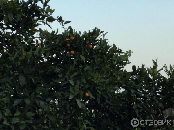 Экскурсии по Абхазии фото