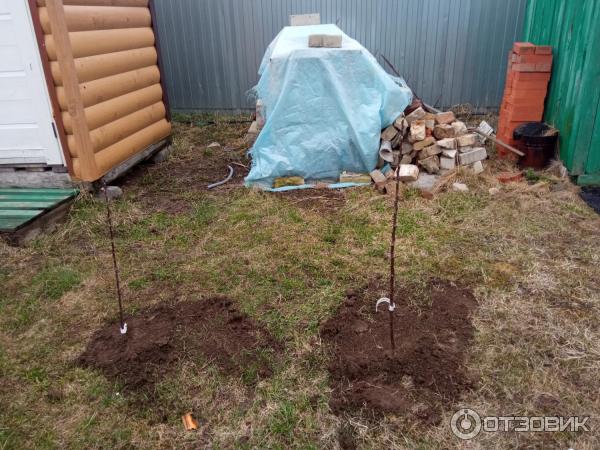 Купить Саженцы В Мичуринске Тамбовская Область