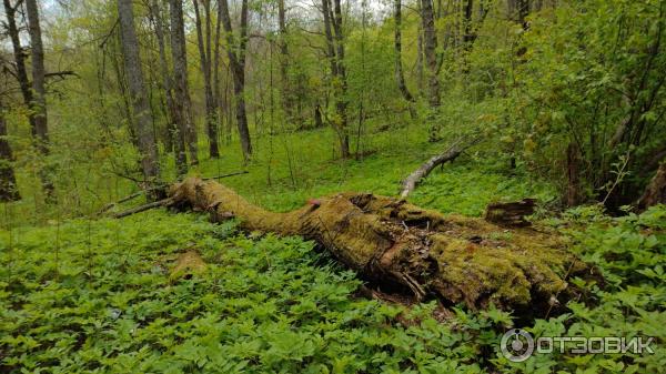 Храм Преображения Господня (Россия, Красное) фото