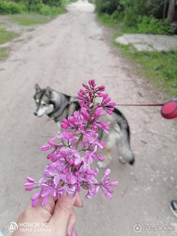 Молочный шоколад для собак Веда Choco Dog фото