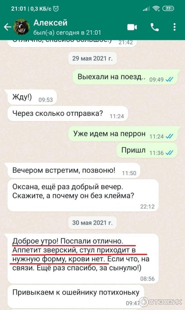 Отзыв о Питомник собак British smail (Россия, Белгород) | "BRITISH SMILE"