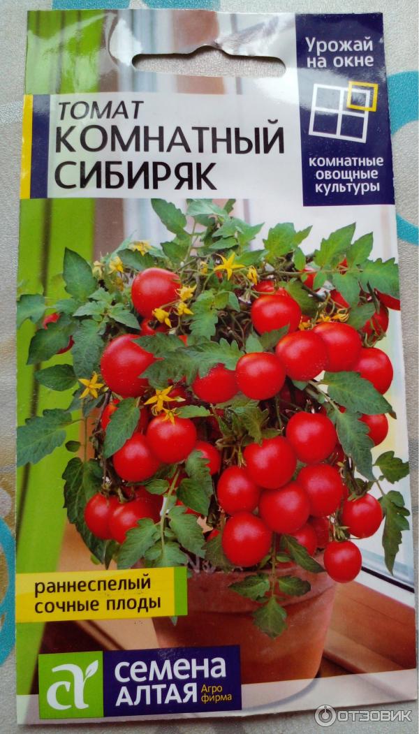 Томат комнатный сибиряк отзывы фото урожайность характеристика