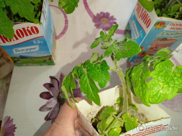 Томат комнатный сибиряк отзывы фото урожайность Обои вкусно, помидоры, урожай, томаты, осень, дача, витамины на телефон и рабочи