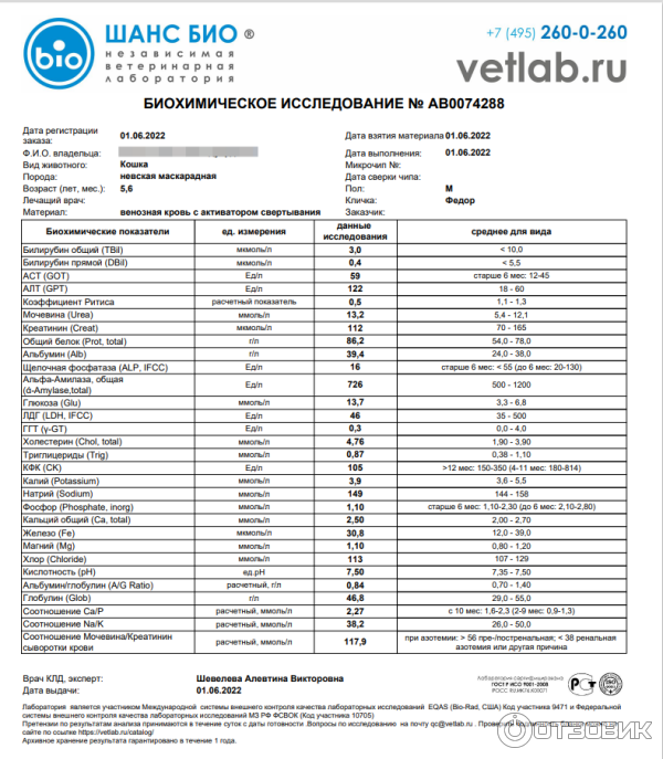 У кота повышен креатинин