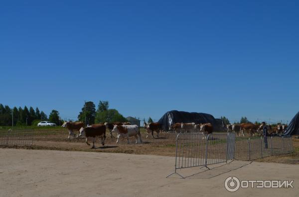 коровы в сыроварне Олега Сироты Русский пармезан