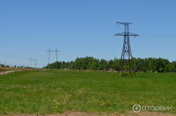 Поле на ферме Олега Сироты.