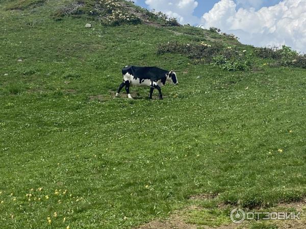 Канатная дорога Роза Хутор (Россия, Сочи) фото