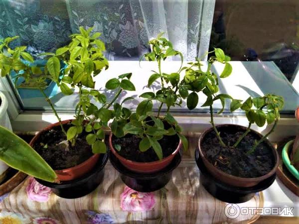 Мягкое удобрение ОЖЗ Кузнецова гуми-оми бутон цветы фото