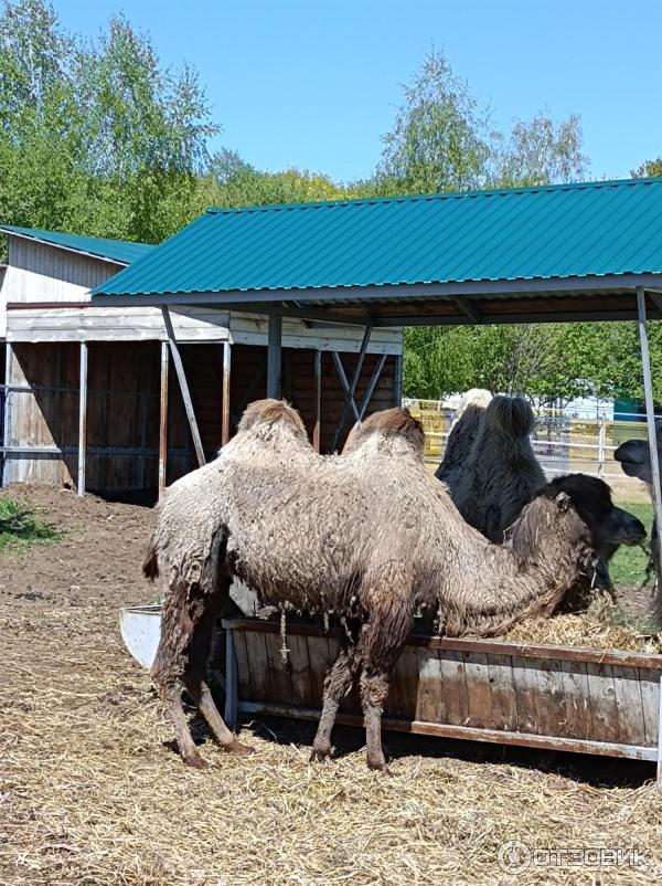 Казеевка Экокомплекс Пенза Фото