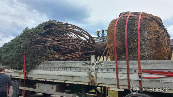 Экоплант экспериментальная ул 14 село ильинское фото. Кедр Экоплант. ECOPLANT питомник. Экоплант питомник растений СПБ.