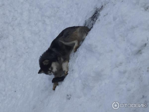 Агротуристический комплекс Зооферма Шихово (Россия, Московская область) фото