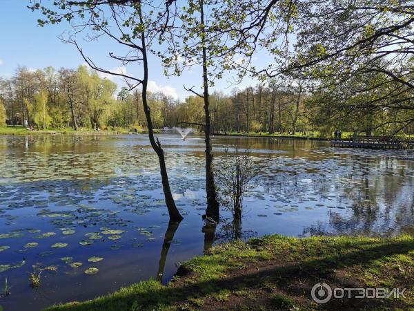 Городской парк (Россия, Зеленоградск) фото