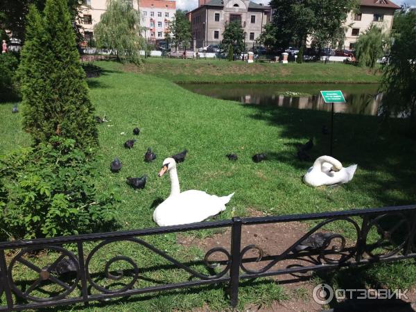 Проект на тему карякинский парк города рыбинск