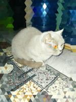 Корм для взрослых кошек Cat&Man фото
