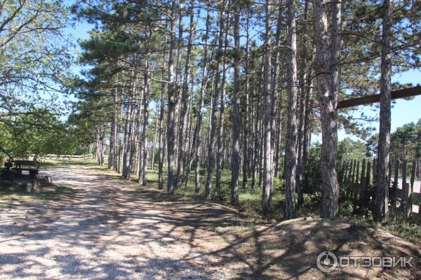 Бар У Шрека на Грибной (Россия, Инкерман) фото