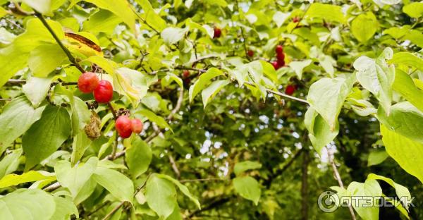 Водопады и дольмены реки Жане (Россия, Краснодарский край) фото