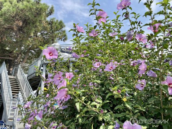 Аквапарк Золотая бухта (Россия, Геленджик) фото