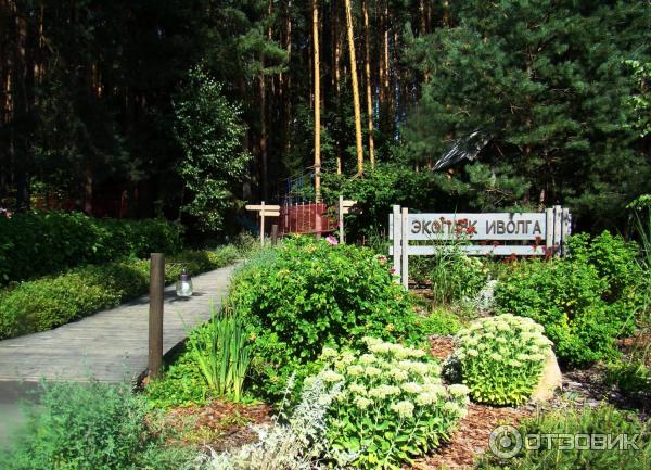 Отзывы экопарк иволга. Экопарк иволга ивановская область. Парк иволга плес. Отзывы экопарк иволга. Отзывы экопарк иволга.