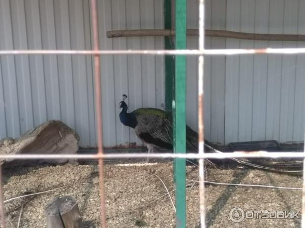 Павлин