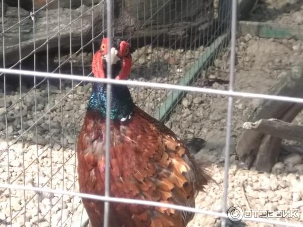 Страусинная ферма х. долгогусевский Белореченского района фото