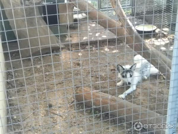 Белый канадский лис