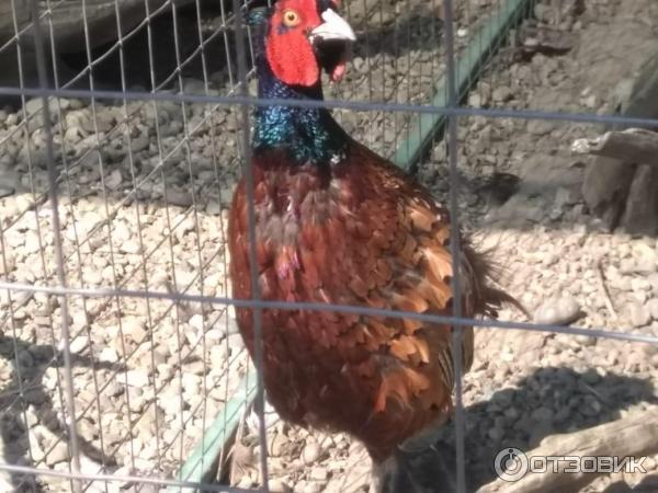 Страусинная ферма х. долгогусевский Белореченского района фото