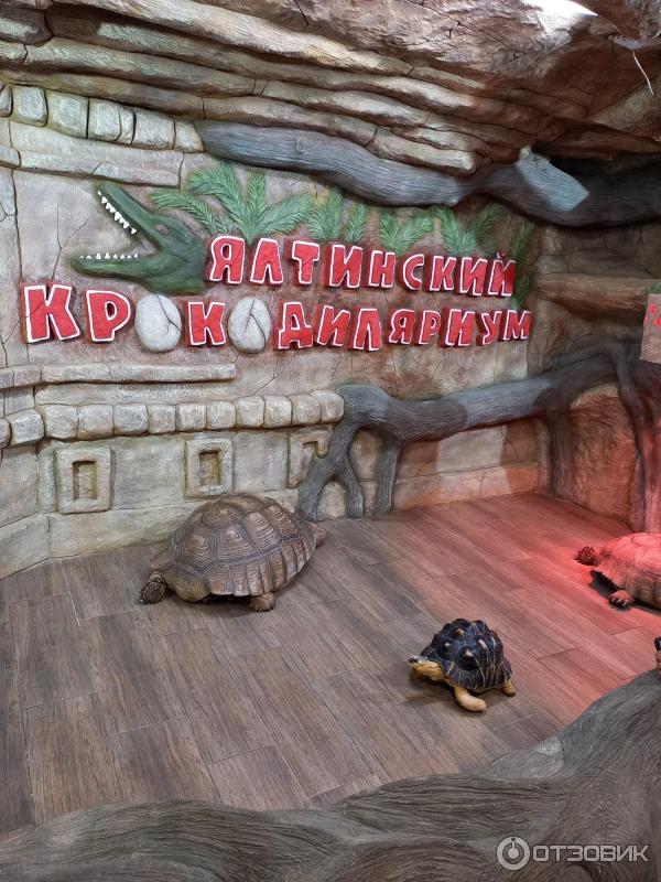 Ялтинский крокодиляриум ул игнатенко 2 ялта отзывы. Крокодиляриум Ялта. Крокодиляриум в Сочи. Крокодилы в Ялте. Крокодиляриум Архипо Осиповка.