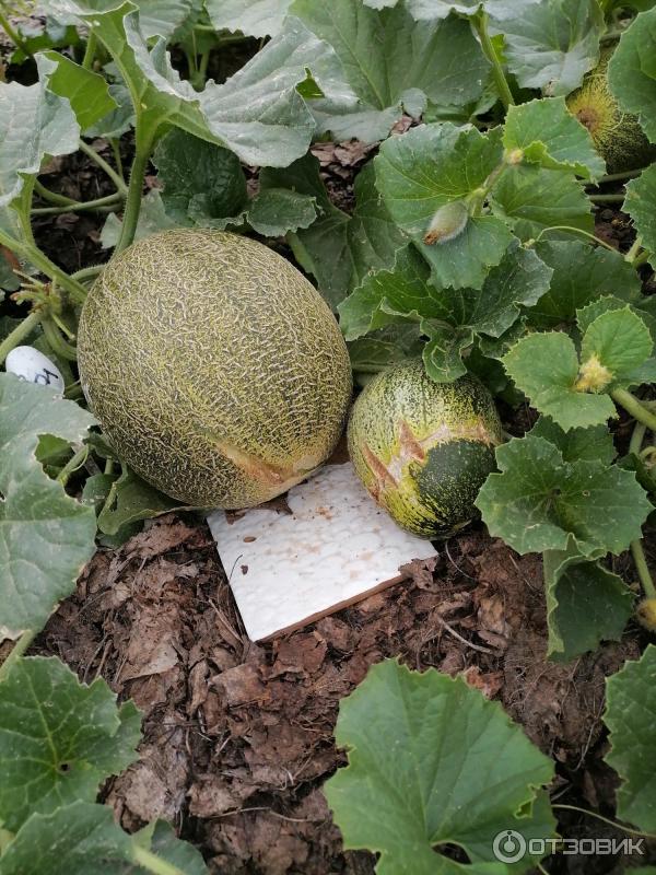 Дыня для сибири лучшие сорта. Как вырастить дыню в теплице в сибири. Рассада дыни. Дыни в сибири в открытом грунте. Дыни в сибири в открытом грунте.
