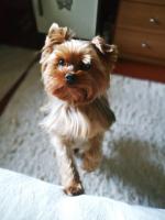 Petshop.ru - интернет-магазин зоотоваров фото