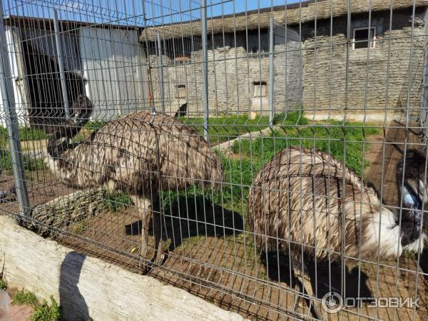 Агротуристический комплекс Зооферма Шихово (Россия, Московская область) фото