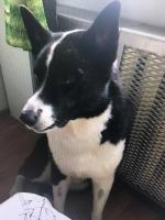 Ветеринарная клиника "Миллион друзей" (Россия, Ярославль) фото