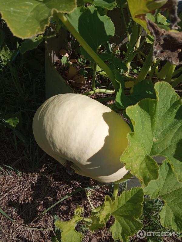 Отзыв о Семена тыквы Плазменные семена "Крошка" | Замечательная Крошка.