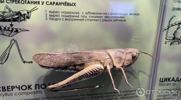 Интерактивный образовательный центр Познай себя - познай мир в Государственном Дарвиновском музее (Россия, Москва) фото