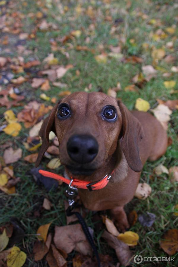 Молочный шоколад для собак Веда Choco Dog фото