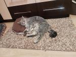 Petshop.ru - интернет-магазин зоотоваров фото