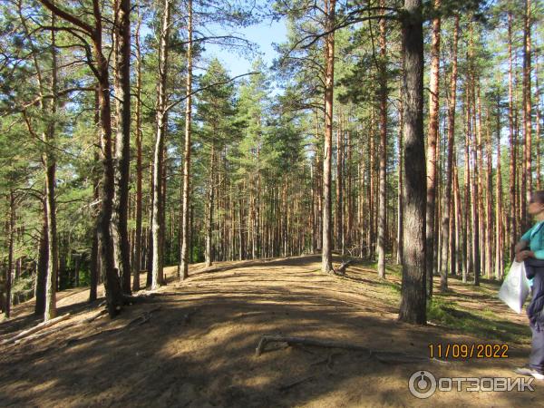 Экскурсия Из Зеленогорска в Комарово через Щучье озеро (Россия, Санкт-Петербург) фото