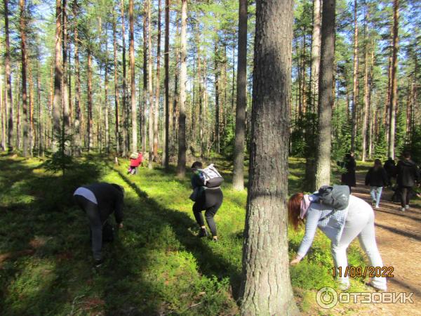 Экскурсия Из Зеленогорска в Комарово через Щучье озеро (Россия, Санкт-Петербург) фото