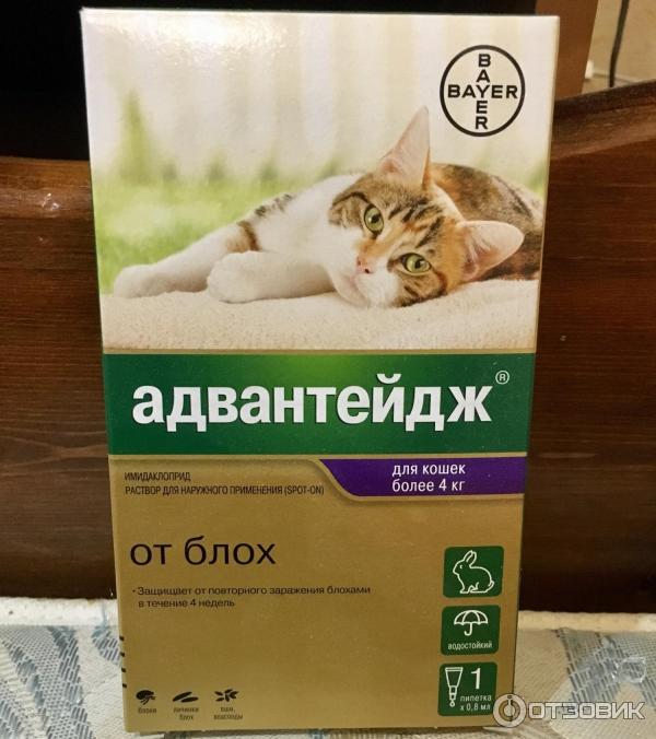 Адвантейдж применение кошкам. Bayer Krka капли для кошек. Средство от блох Салфорд. Лекарство силафорт для кошек расскажите про них и как капать.