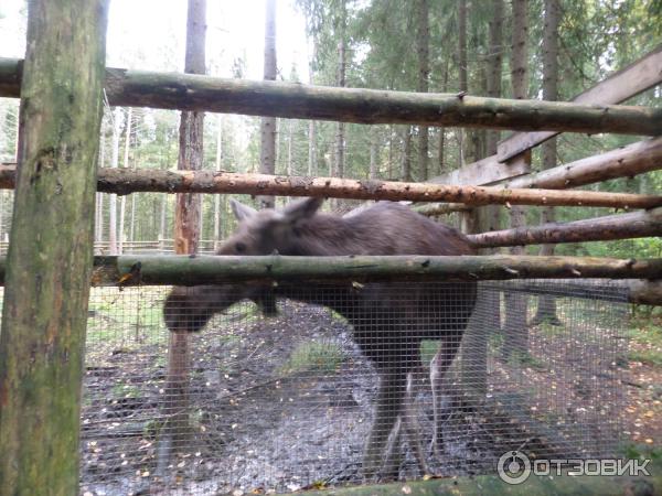Сказачная тропа Лукоморье (Россия, Верхние Мандроги) фото