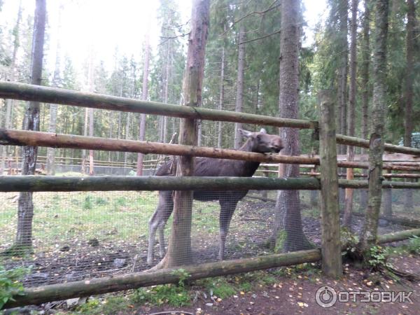 Сказачная тропа Лукоморье (Россия, Верхние Мандроги) фото