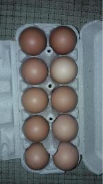 Яйца куриные "Щедрый год" фото