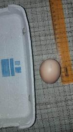 Яйца куриные "Щедрый год" фото