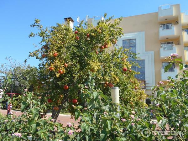 Отдых в поселке Текирова (Турция) фото