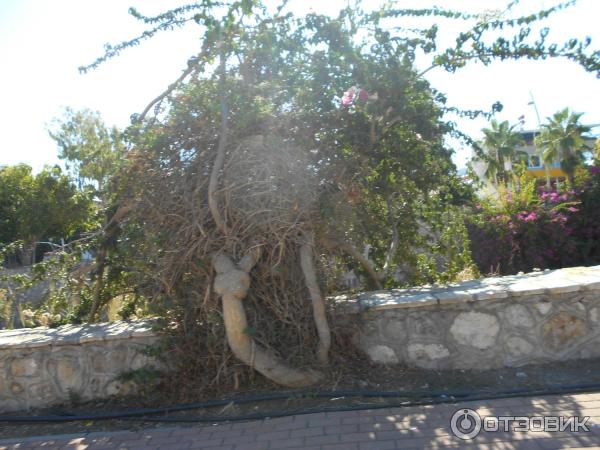 Отдых в поселке Текирова (Турция) фото